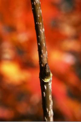 Acer barbatum (Florida Maple), bud, lateral