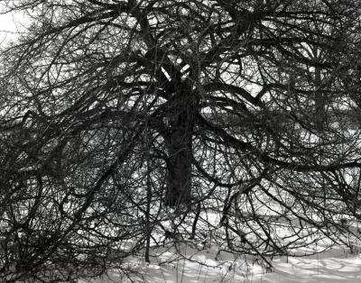 Old hawthorn tree near Puffer Lake