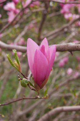 Magnolia 'Ann' (Ann Magnolia), flower, side
