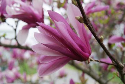 Magnolia 'Ann' (Ann Magnolia), flower, side