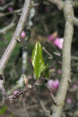 Magnolia 'Betty' (Betty Magnolia), leaf, spring