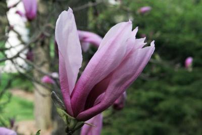 Magnolia 'Betty' (Betty Magnolia), flower, side