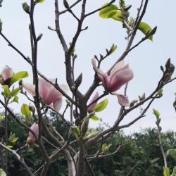 Magnolia 'Big Dude' (Big Dude Magnolia), habit, spring