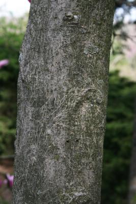 Magnolia 'Betty' (Betty Magnolia), bark, trunk
