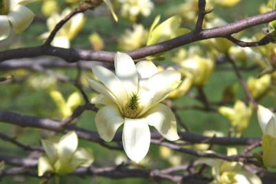 Magnolia 'Butterflies' PP7456 (Butterflies Magnolia), flower, full