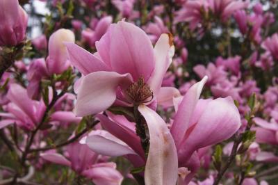 Magnolia 'Ann' (Ann Magnolia), flower, full