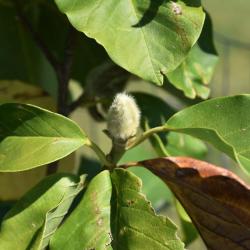 Magnolia 'Blushing Belle' (Blushing Belle Magnolia), bud, terminal
