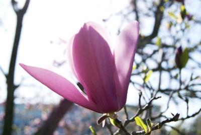 Magnolia 'Betty' (Betty Magnolia), flower, side