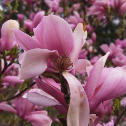 Magnolia 'Ann' (Ann Magnolia), flower, full