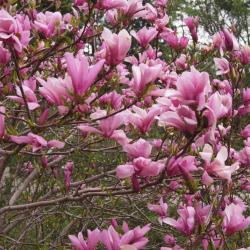 Magnolia 'Ann' (Ann Magnolia), inflorescence