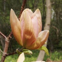 Magnolia 'Apricot Brandy' (Apricot Brandy Magnolia), flower, side