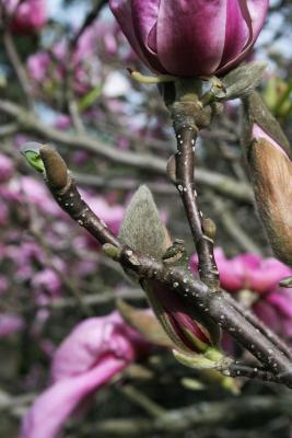 Magnolia 'Betty' (Betty Magnolia), bark, twig