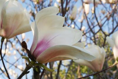 Magnolia '14 Karat' (14-Karat Magnolia), flower, side