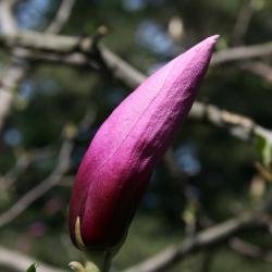 Magnolia 'Betty' (Betty Magnolia), bud, flower