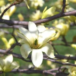 Magnolia 'Butterflies' PP7456 (Butterflies Magnolia), flower, full