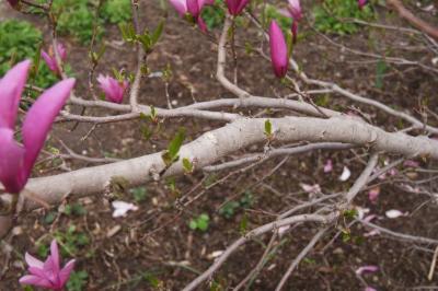 Magnolia 'Ann' (Ann Magnolia), bark, branch