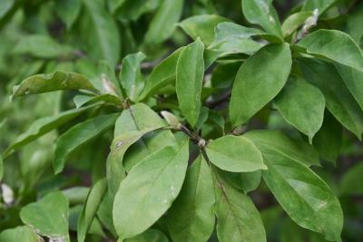 Magnolia 'Betty' (Betty Magnolia), leaf, summer