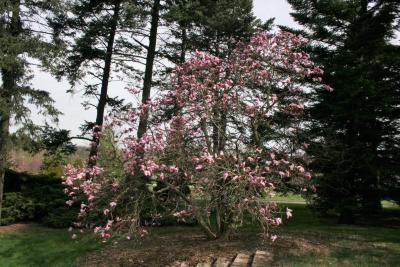 Magnolia 'Betty' (Betty Magnolia), habit, spring