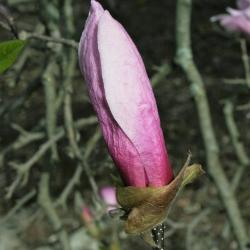 Magnolia 'Betty' (Betty Magnolia), bud, flower