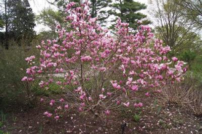 Magnolia 'Ann' (Ann Magnolia), habit, spring
