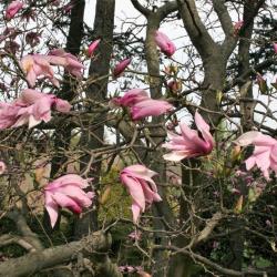 Magnolia 'Betty' (Betty Magnolia), flower, full