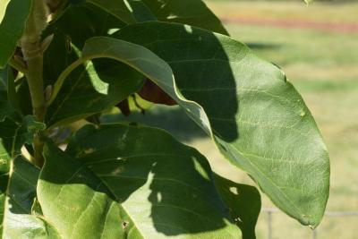 Magnolia 'Blushing Belle' (Blushing Belle Magnolia), leaf, summer