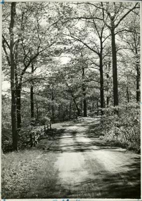 Forest Road return at east end of Arboretum