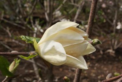 Magnolia 'Canary Charm' (Canary Charm Magnolia), flower, side