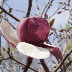 Magnolia 'Charming Lady' (Charming Lady Magnolia), flower, side