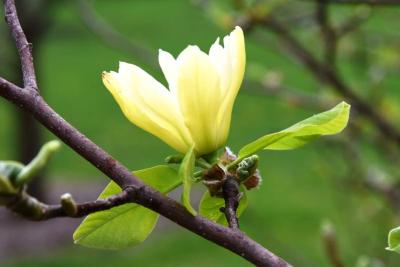 Magnolia 'Butterflies' (Butterflies Magnolia), flower, side
