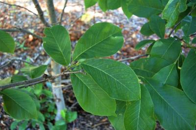 Magnolia 'Coral Lake' (Coral Lake Magnolia), leaf, summer