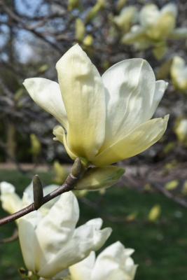 Magnolia 'Elizabeth' (Elizabeth Magnolia), flower, side