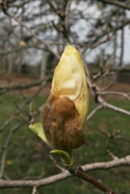 Magnolia 'Elizabeth' (Elizabeth Magnolia), bud, flower