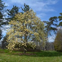Magnolia 'Elizabeth' (Elizabeth Magnolia), habit, spring