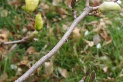 Magnolia 'Elizabeth' (Elizabeth Magnolia), bark, branch