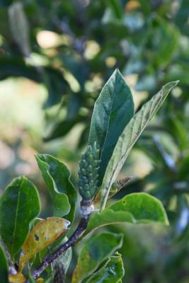 Magnolia 'George Henry Kern' PP820 (George Henry Kern Magnolia), fruit, immature