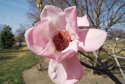 Magnolia 'Caerhay's Belle' (Caerhays Belle Magnolia), flower, throat