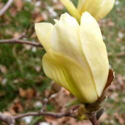 Magnolia 'Elizabeth' (Elizabeth Magnolia), flower, full