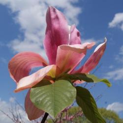 Magnolia 'Daybreak' (Daybreak Magnolia), flower, side