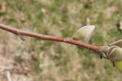 Magnolia 'Elizabeth' (Elizabeth Magnolia), bark, twig