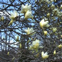 Magnolia 'Elizabeth' (Elizabeth Magnolia), inflorescence