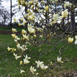 Magnolia 'Elizabeth' (Elizabeth Magnolia), inflorescence