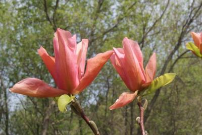 Magnolia 'Flamingo' (Flamingo Magnolia), flower, side