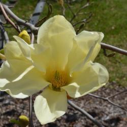 Magnolia 'Elizabeth' (Elizabeth Magnolia), flower, throat