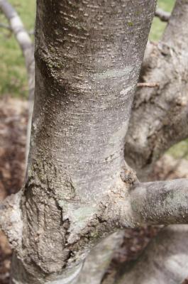Magnolia 'Elizabeth' (Elizabeth Magnolia), bark, mature