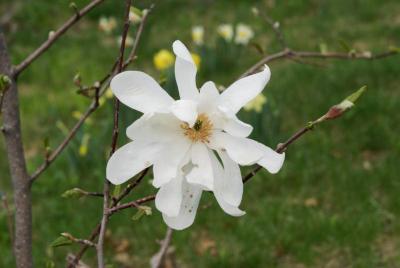 Magnolia 'Elegant Spring' (Elegant Spring Magnolia), flower, full