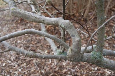 Magnolia 'George Henry Kern' (George Henry Kern Magnolia), bark, branch