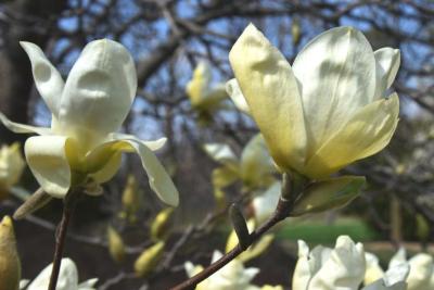 Magnolia 'Elizabeth' (Elizabeth Magnolia), flower, side