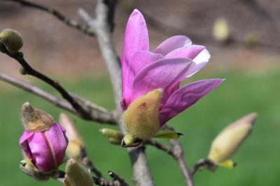 Magnolia 'George Henry Kern' PP820 (George Henry Kern Magnolia), flower, side