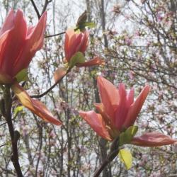 Magnolia 'Flamingo' (Flamingo Magnolia), flower, side